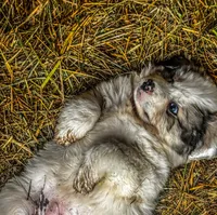 Female LGD , a female Great Pyrenees for sale in Alton, IL – Photo 3 of 3