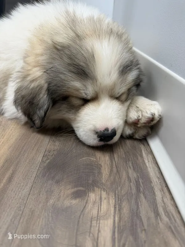 Female LGD  – Great Pyrenees puppy for sale in Alton, IL