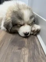 Female LGD , a female Great Pyrenees for sale in Alton, IL – Photo 1 of 3