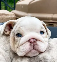 Eloise, a female English Bulldog for sale in Spencerport, NY – 3 of 5