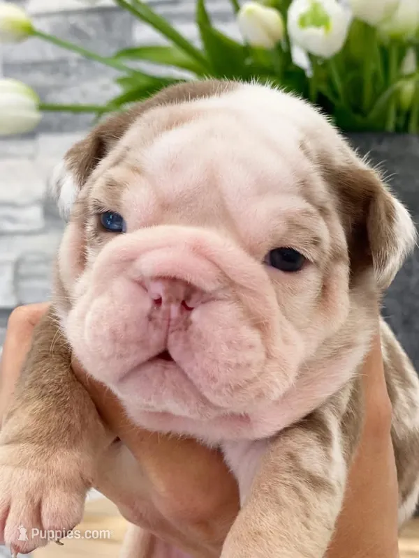 David – English Bulldog puppy for sale in Spencerport, NY