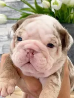 David, a male English Bulldog for sale in Spencerport, NY – 1 of 3