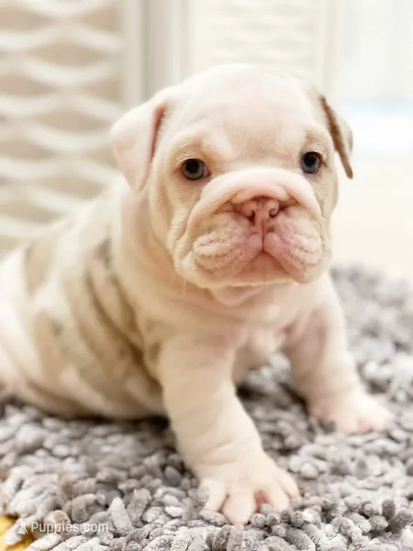 Dallas – English Bulldog puppy for sale in Spencerport, NY