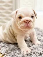 Dallas, a male English Bulldog for sale in Spencerport, NY – 4 of 10