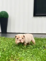 Ricky, a male English Bulldog for sale in Spencerport, NY – 4 of 5
