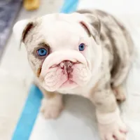 Daisy, a female English Bulldog for sale in Spencerport, NY – 2 of 10