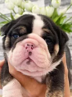 Amelia, a female English Bulldog for sale in Spencerport, NY – 1 of 3
