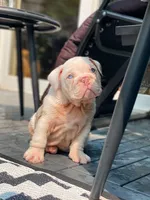 Dallas, a male English Bulldog for sale in Spencerport, NY – 1 of 10