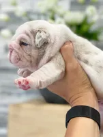Dallas, a male English Bulldog for sale in Spencerport, NY – 2 of 3