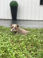 Snowball - SPECIAL NEEDS, a female English Bulldog for sale in Spencerport, NY – 2 of 2