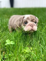 Dicku, a male English Bulldog for sale in Spencerport, NY – 2 of 4