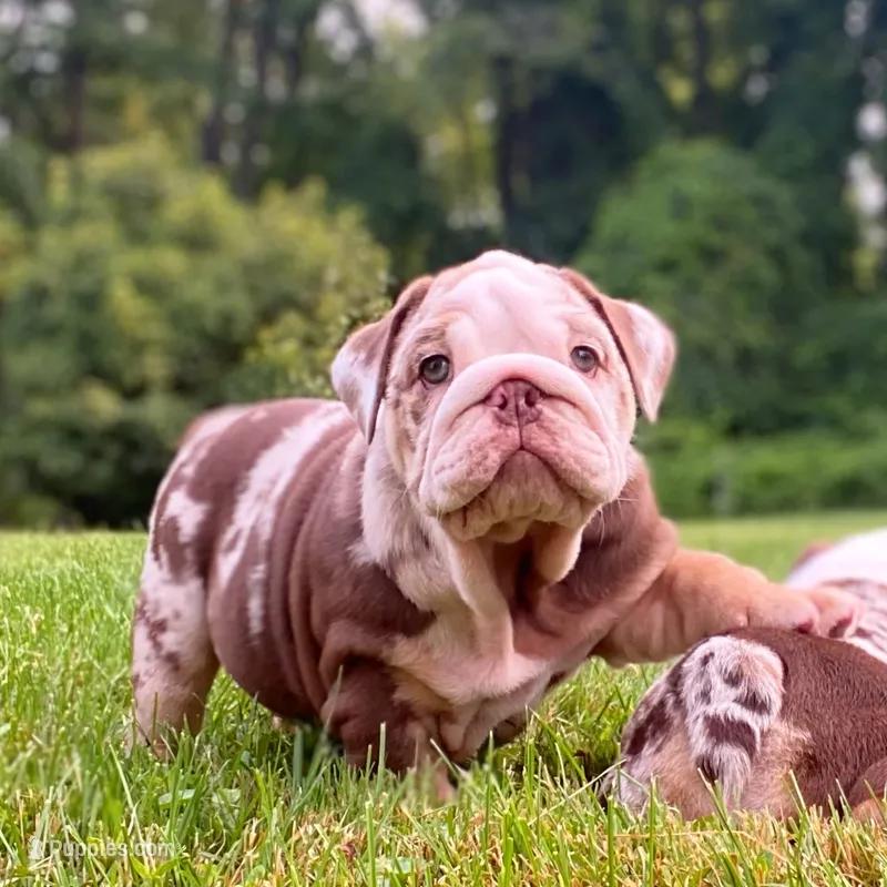 David – English Bulldog puppy for sale in Spencerport, NY