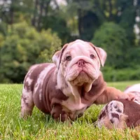 David, a male English Bulldog for sale in Spencerport, NY – 1 of 10