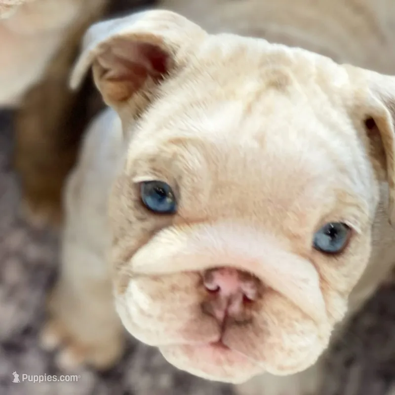 Eloise – English Bulldog puppy for sale in Spencerport, NY