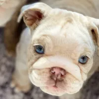 Eloise, a female English Bulldog for sale in Spencerport, NY – 1 of 5