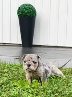 Dawn, a female English Bulldog for sale in Spencerport, NY – 4 of 5