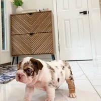Della, a female English Bulldog for sale in Spencerport, NY – 10 of 10