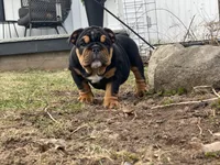 Cuddles, a male English Bulldog for sale in Spencerport, NY – Photo 10 of 10