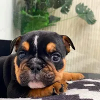 Cuddles, a male English Bulldog for sale in Spencerport, NY – Photo 8 of 10