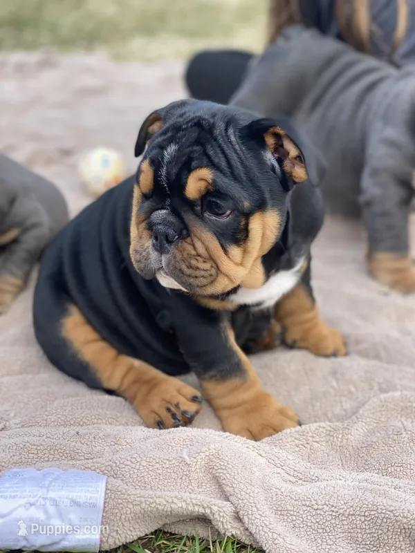 Cuddles – English Bulldog puppy for sale in Spencerport, NY