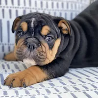 Cuddles, a male English Bulldog for sale in Spencerport, NY – Photo 3 of 10