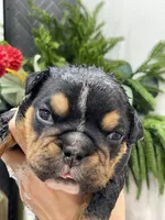 processed/c74264fc-c9f7-4364-91b8-973d83f860a7/listing/1bea4d3d-b991-435f-ae9f-5847c86f955d/dd1799ef-8c15-471c-90ea-87cb2b60fae3