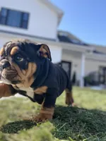 Cuddles, a male English Bulldog for sale in Spencerport, NY – Photo 9 of 10