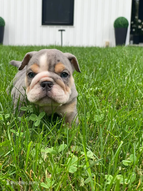 Nicky – English Bulldog puppy for sale in Spencerport, NY