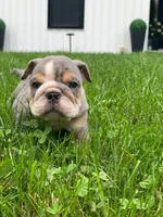 Nicky, a male English Bulldog for sale in Spencerport, NY – 1 of 3