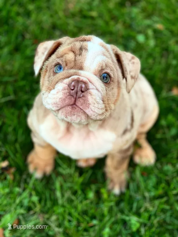 Ernest – English Bulldog puppy for sale in Spencerport, NY