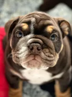 Valentine, a male English Bulldog for sale in Spencerport, NY – Photo 10 of 10