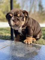 Valentine, a male English Bulldog for sale in Spencerport, NY – Photo 3 of 10