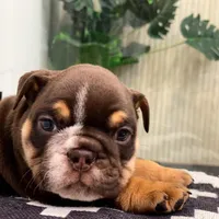 Valentine, a male English Bulldog for sale in Spencerport, NY – Photo 5 of 10