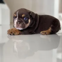 Valentine, a male English Bulldog for sale in Spencerport, NY – Photo 7 of 10