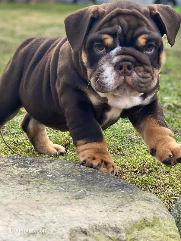 Valentine – English Bulldog puppy for sale in Spencerport, NY