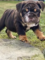 Valentine, a male English Bulldog for sale in Spencerport, NY – Photo 1 of 10