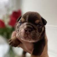 Valentine, a male English Bulldog for sale in Spencerport, NY – Photo 6 of 10