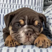 Valentine, a male English Bulldog for sale in Spencerport, NY – Photo 4 of 10