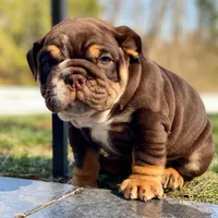 Valentine, a male English Bulldog for sale in Spencerport, NY – Photo 9 of 10