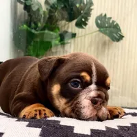 Valentine, a male English Bulldog for sale in Spencerport, NY – Photo 8 of 10