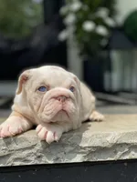 Daisy, a female English Bulldog for sale in Spencerport, NY – 3 of 10