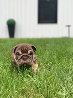 FireBall, a female English Bulldog for sale in Spencerport, NY – 2 of 4