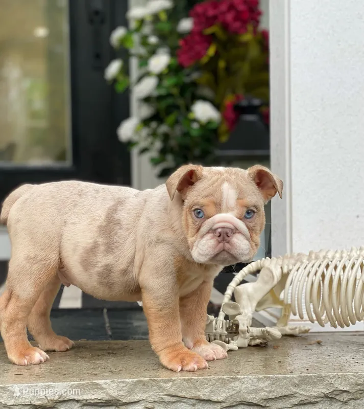Ricky – English Bulldog puppy for sale in Spencerport, NY
