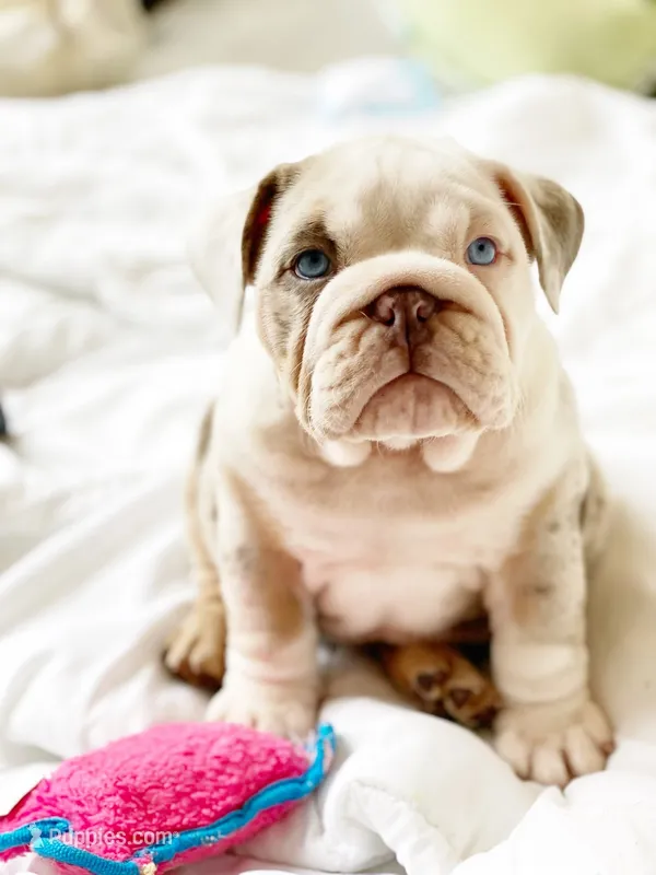 Daisy – English Bulldog puppy for sale in Spencerport, NY