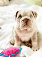 Daisy, a female English Bulldog for sale in Spencerport, NY – 1 of 10
