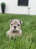 Dawn, a female English Bulldog for sale in Spencerport, NY – 3 of 5