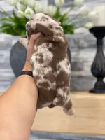 David, a male English Bulldog for sale in Spencerport, NY – 2 of 3