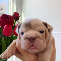 Emma, a female English Bulldog for sale in Spencerport, NY – Photo 6 of 10