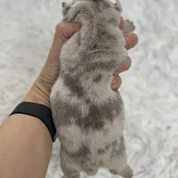 Emma, a female English Bulldog for sale in Spencerport, NY – Photo 5 of 10