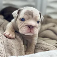 Emma, a female English Bulldog for sale in Spencerport, NY – Photo 10 of 10